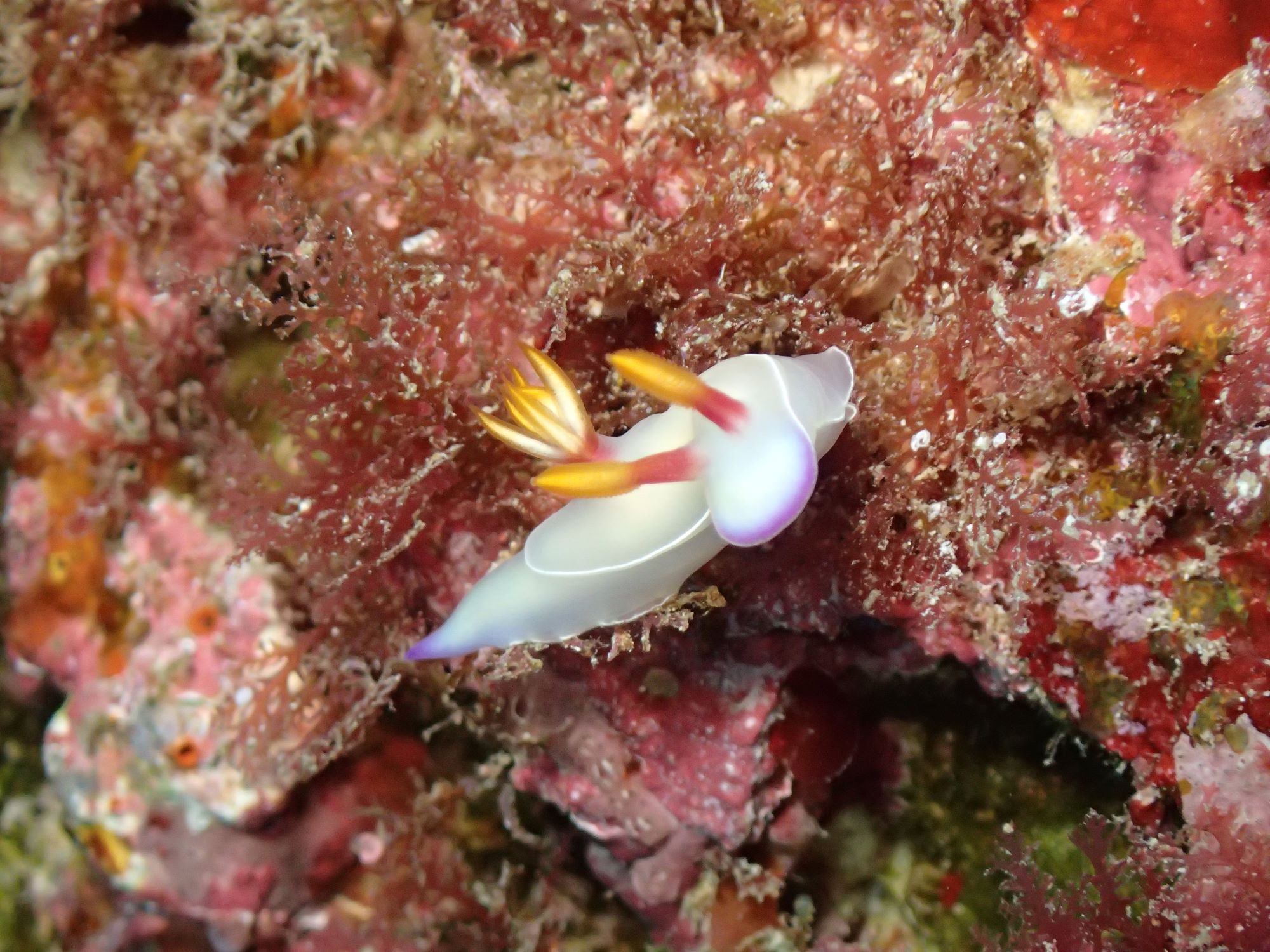 ダイビング中に見たウミウシたち