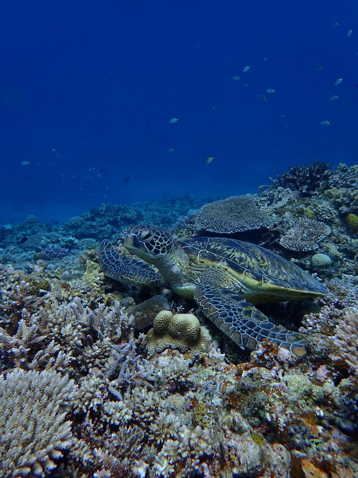 2026年4月16日　ALLファンダイビングday!