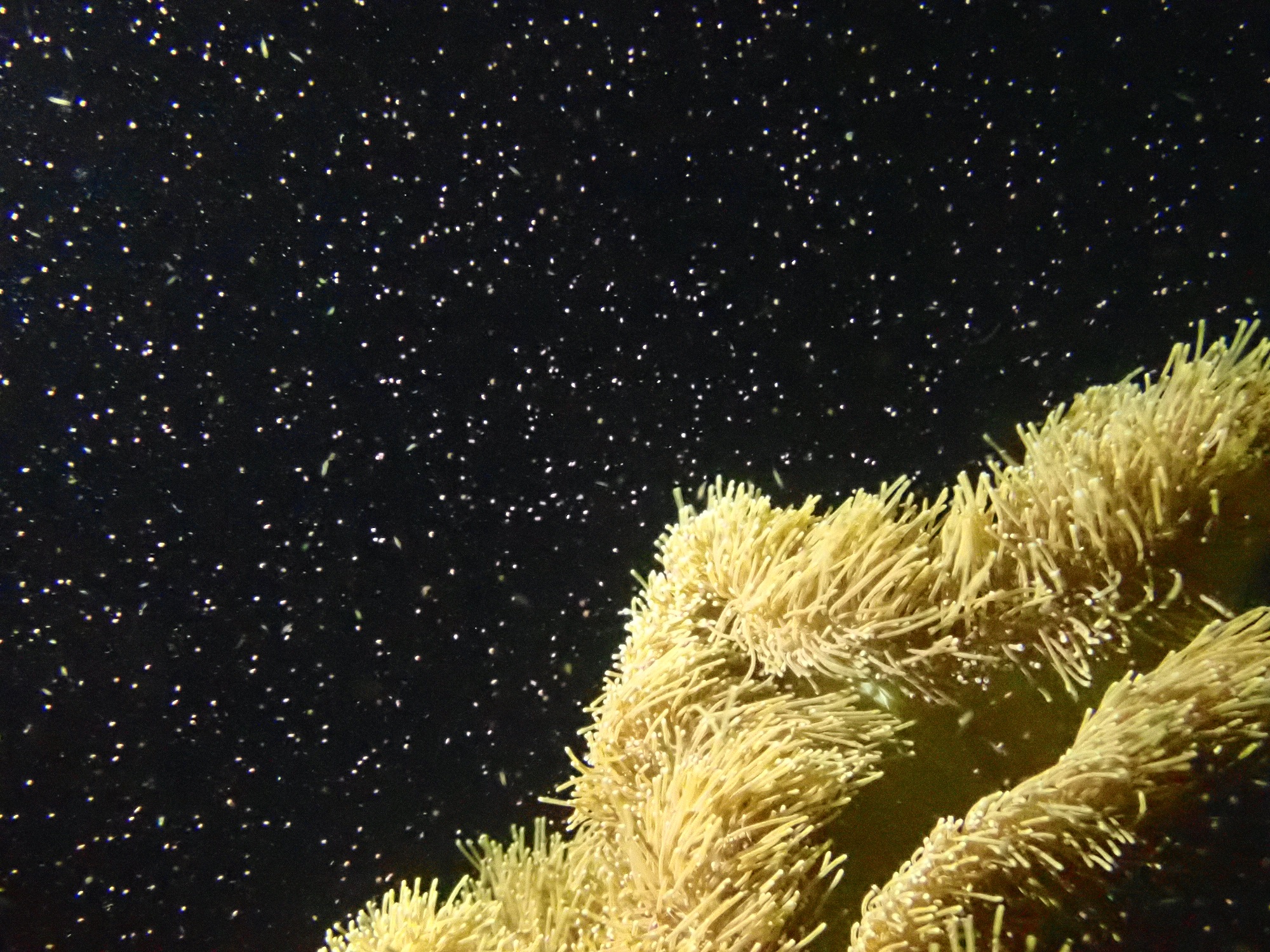 今年の海は暖かいかも？？？