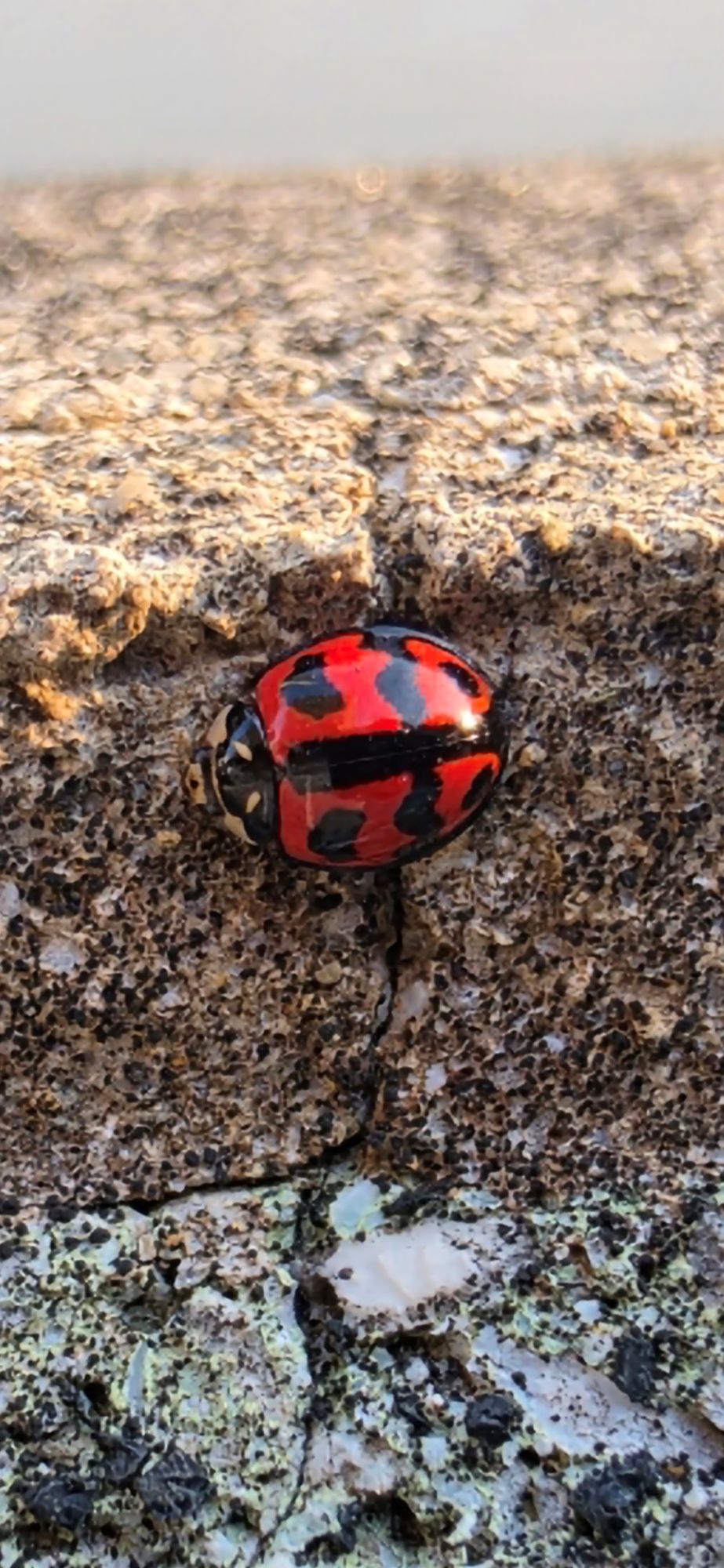 テントウムシ🐞