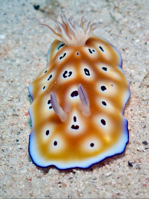 似ている生きも多いぞ(゜-゜)