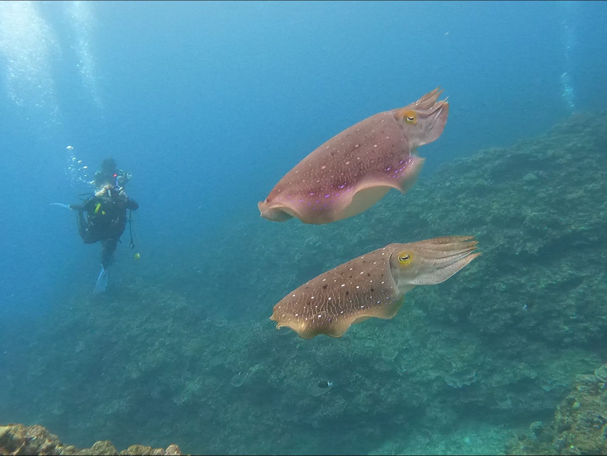 2026年4月9日慶良間諸島日帰りボートダイビング