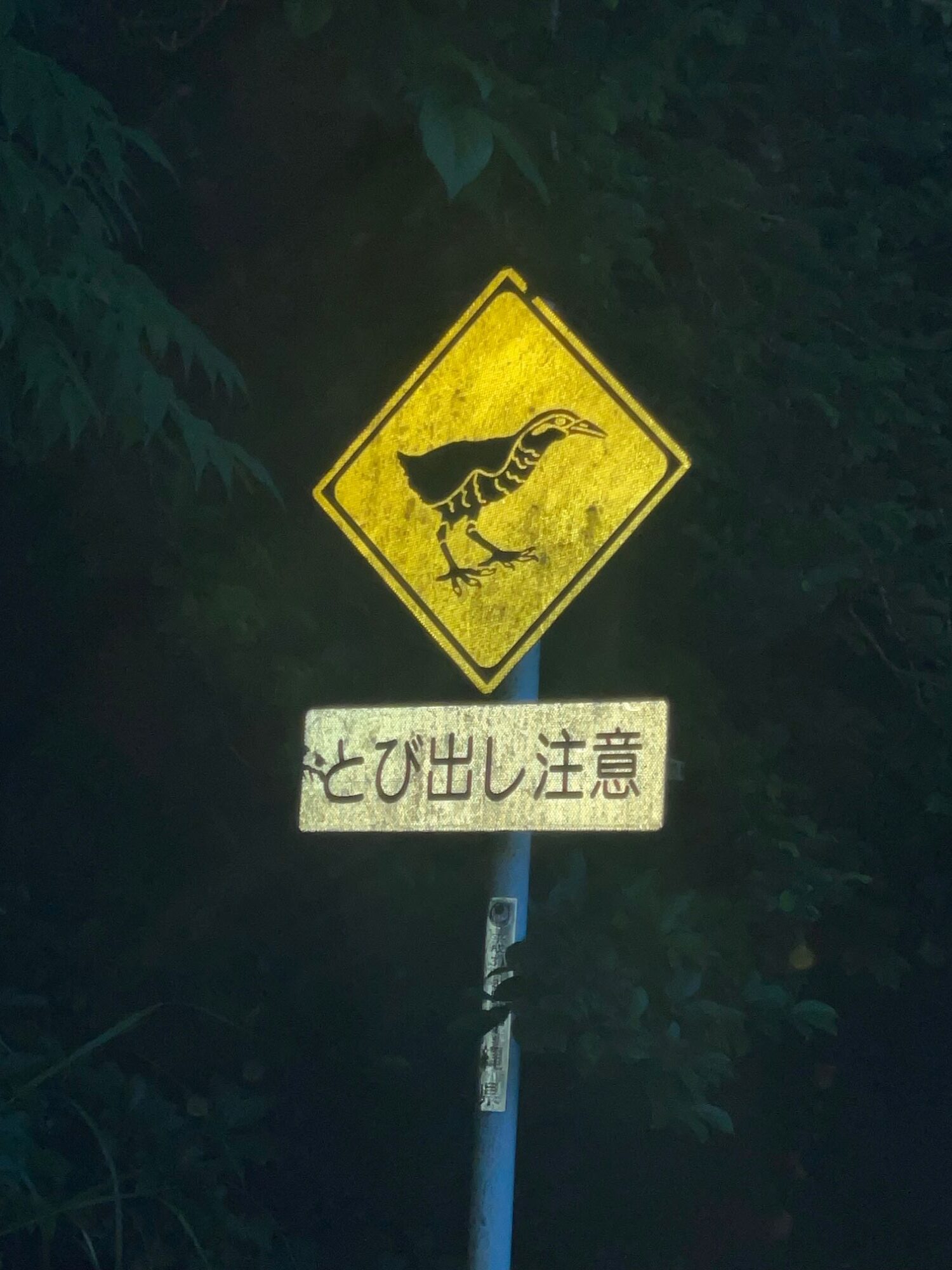 やんばる国立公園🌳ヤンバルクイナを探せ！