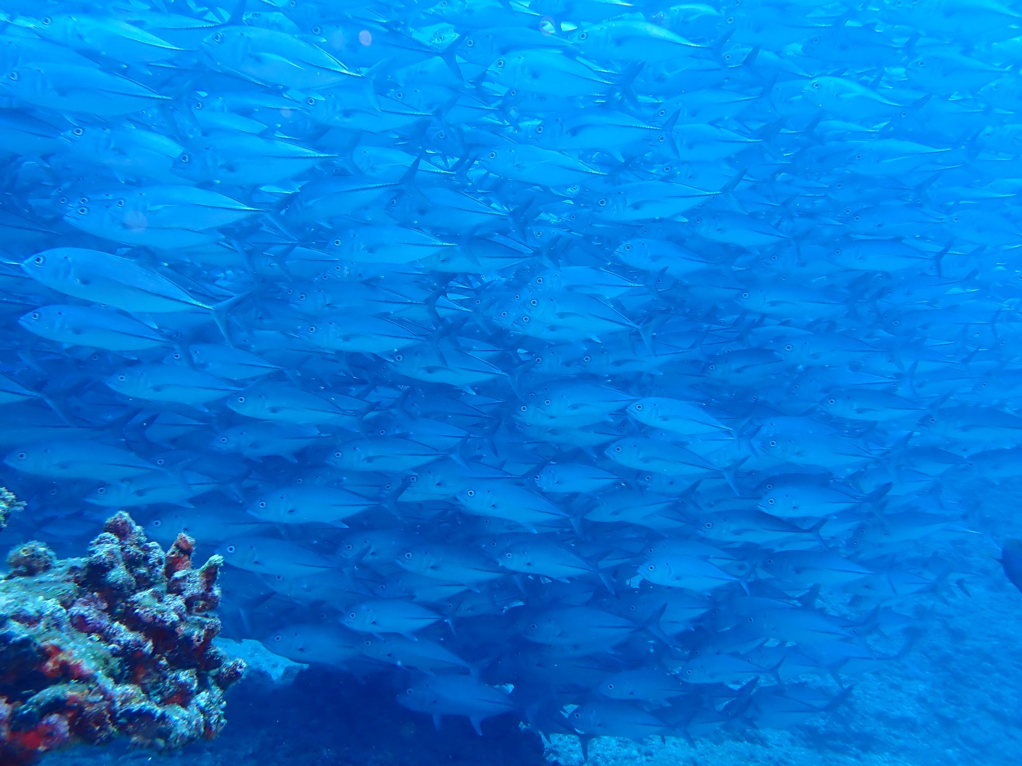 2026年4月18日粟国島遠征ダイビング