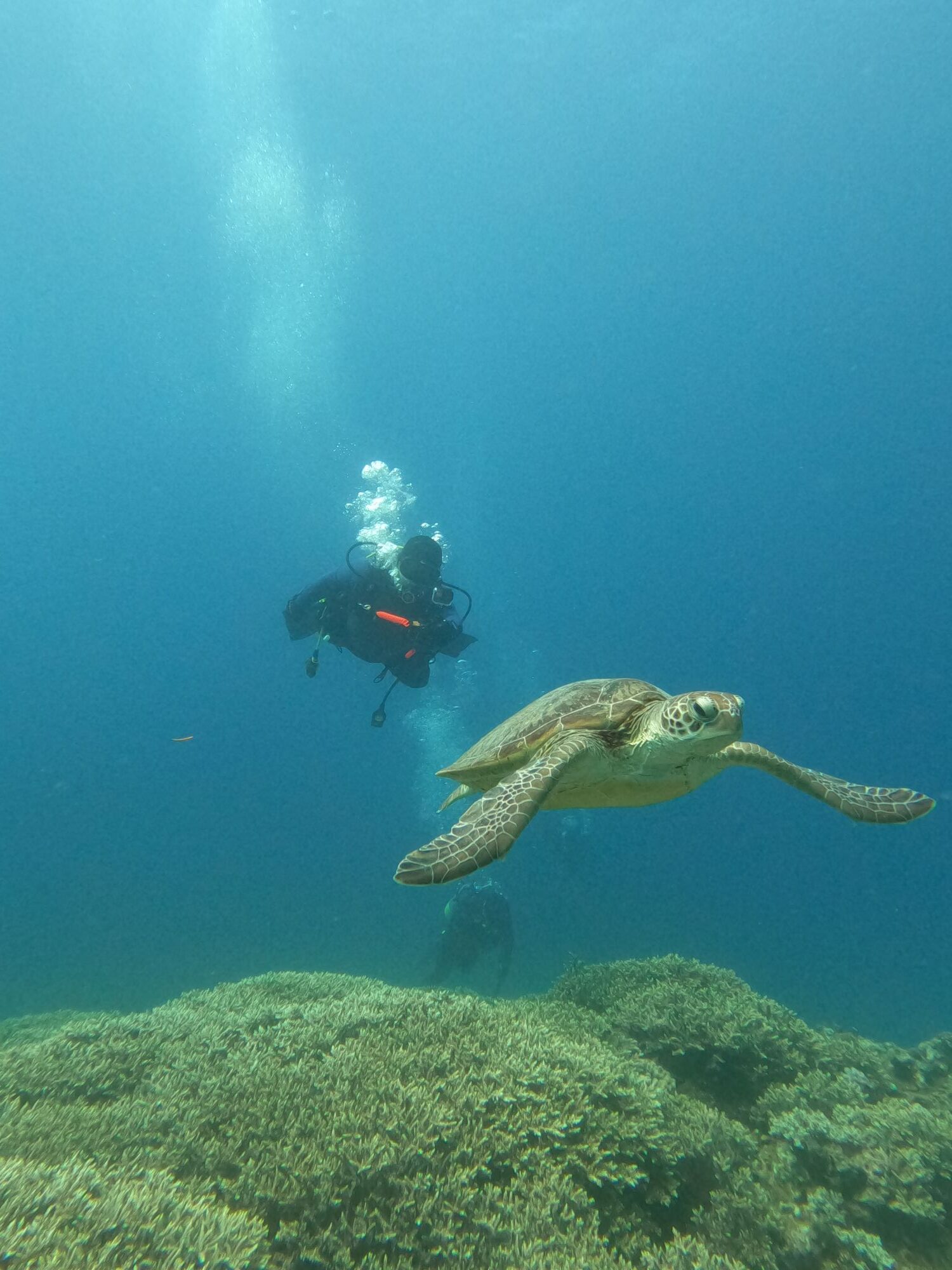 2026年4月22日慶良間諸島ボートファンダイビング