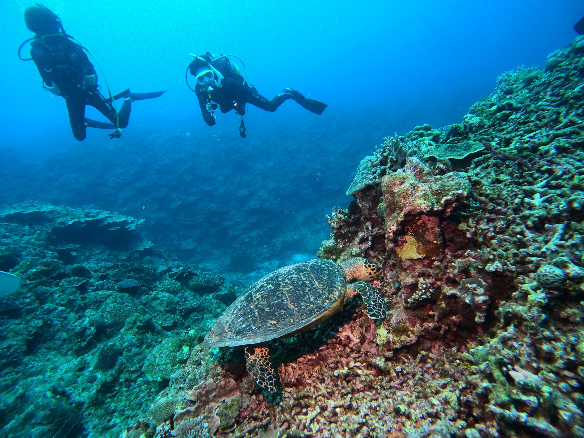 2026年4月23日ケラマ諸島ボートダイビング＆シュノーケリング