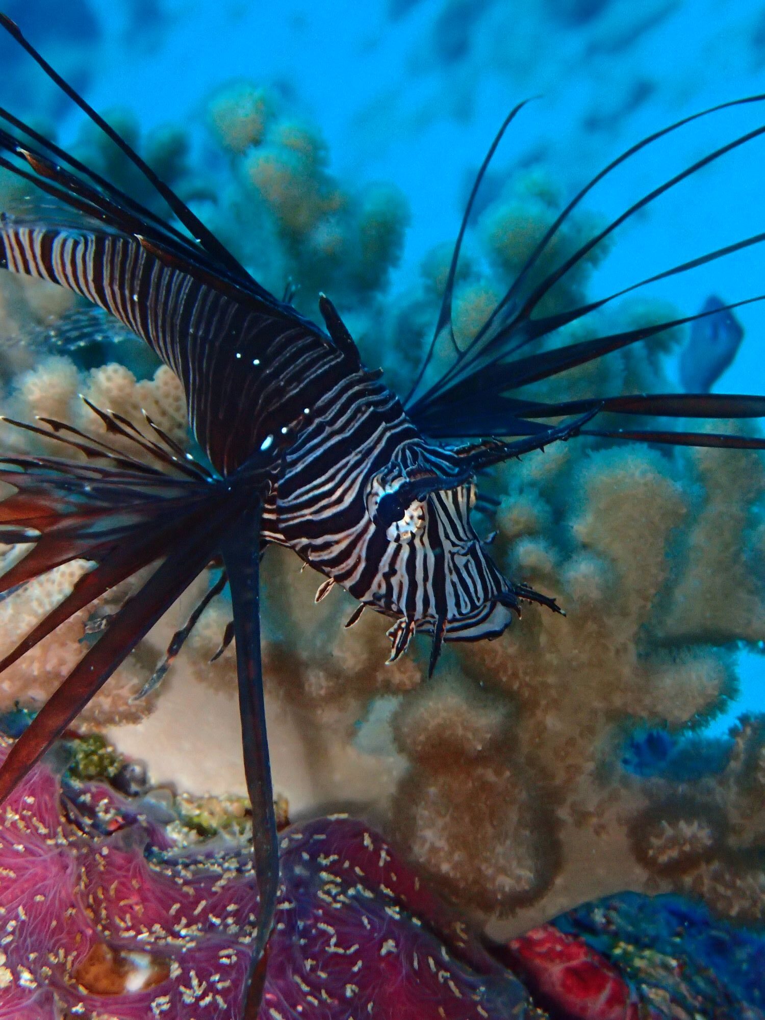 2026年4月25日慶良間諸島ボートダイビング＆シュノーケリング