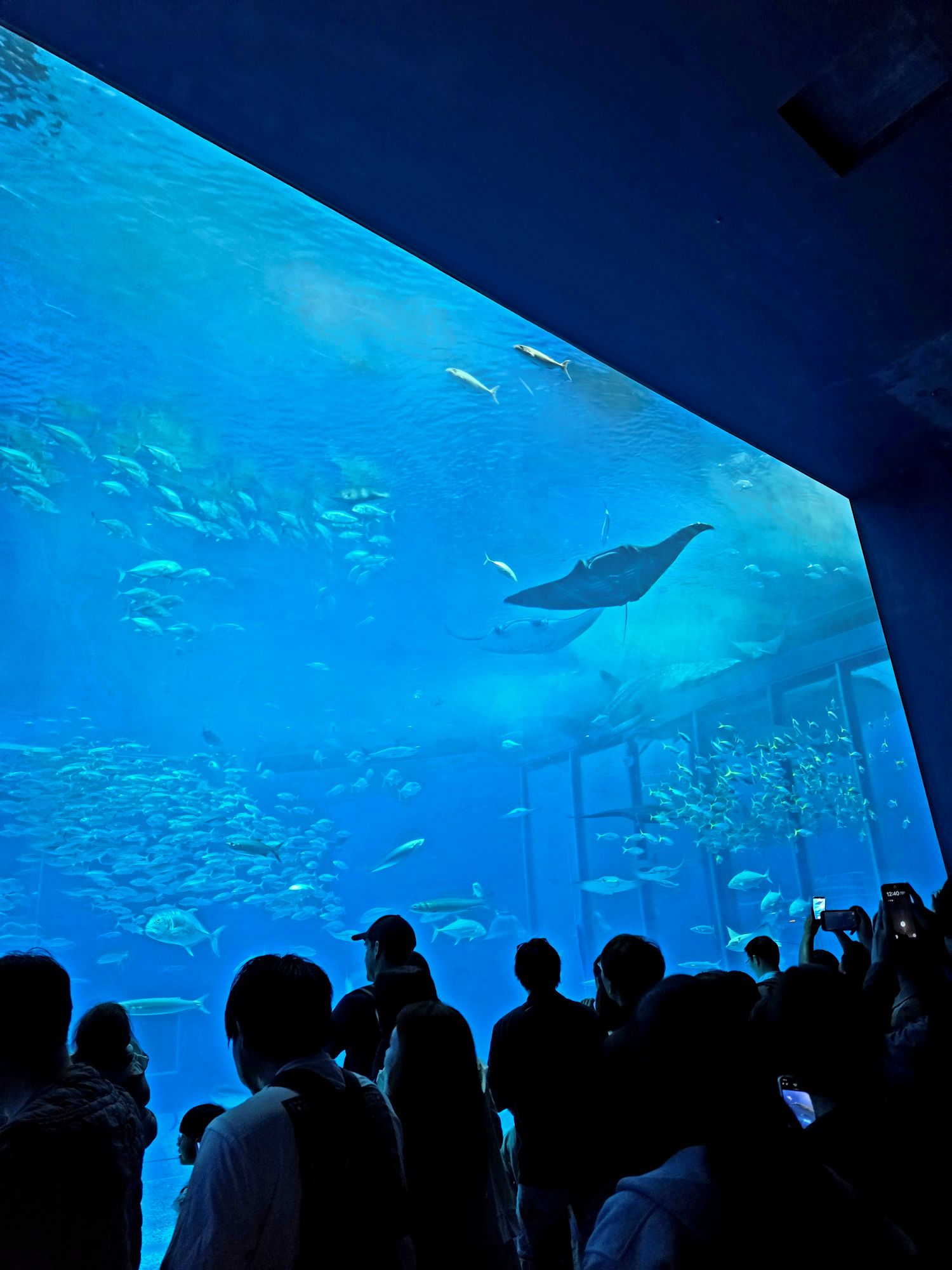 沖縄観光といえば「美ら海水族館」