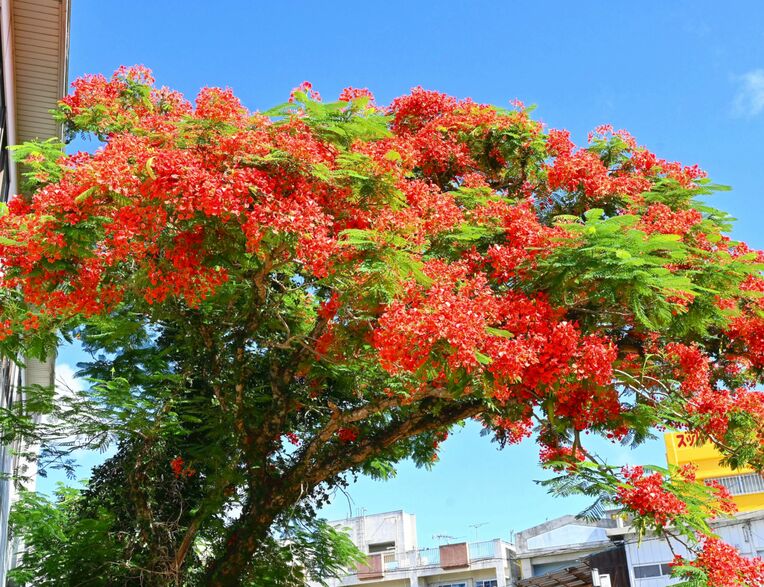 沖縄で見られる植物「鳳凰木（ホウオウボク）」