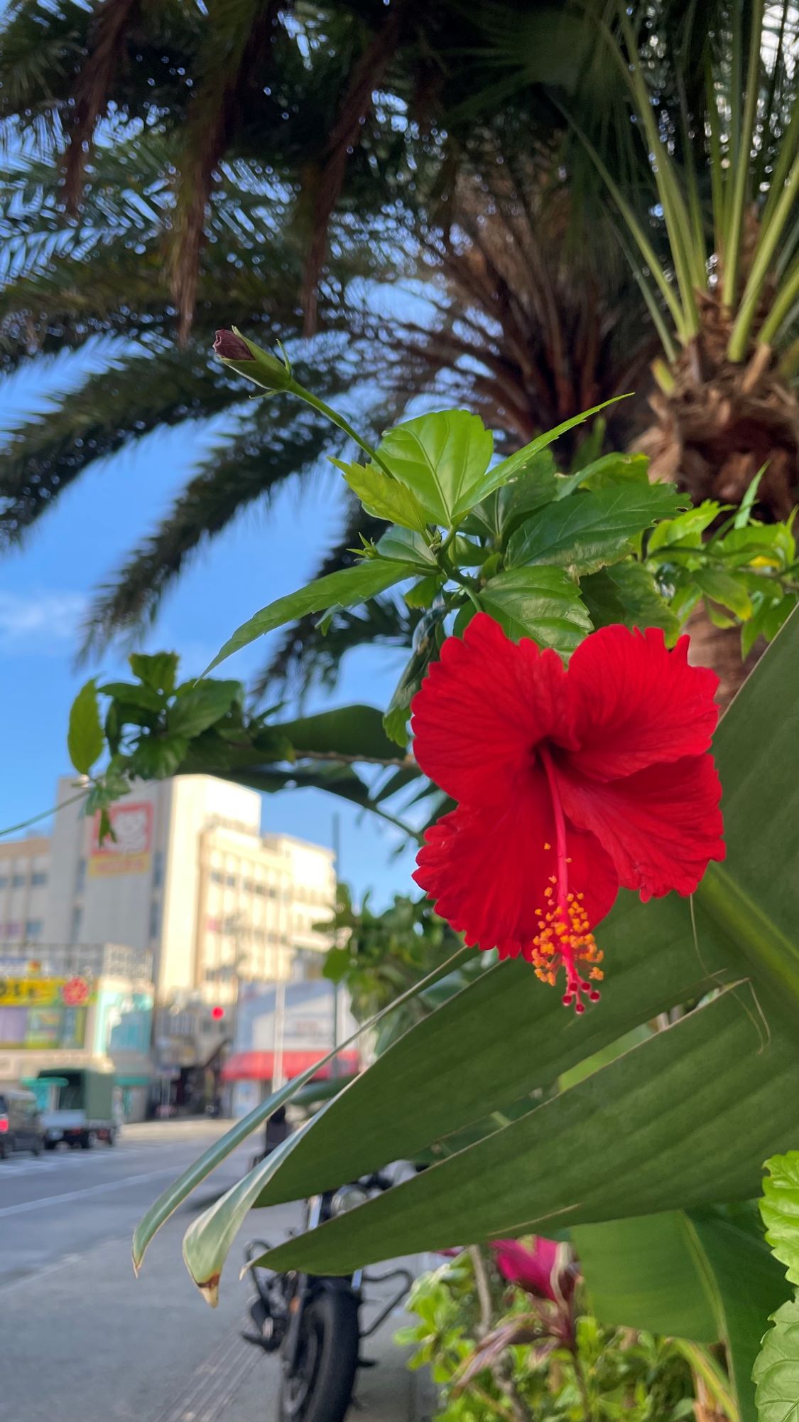 梅雨の中休み🌤
