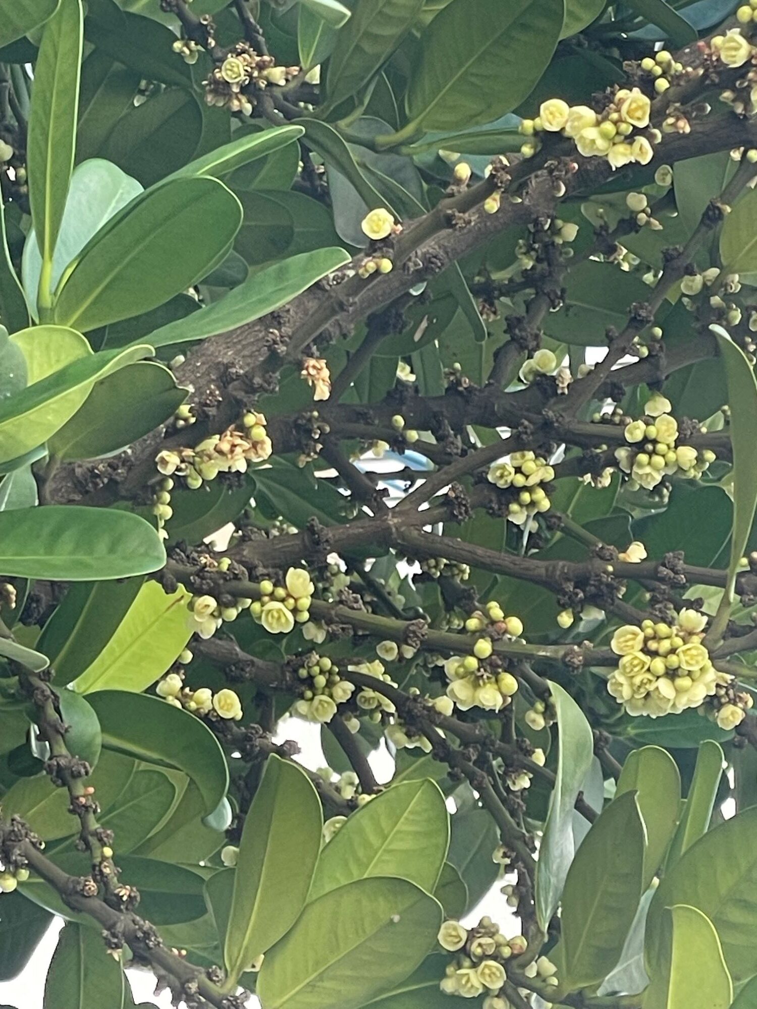 フクギの花！？