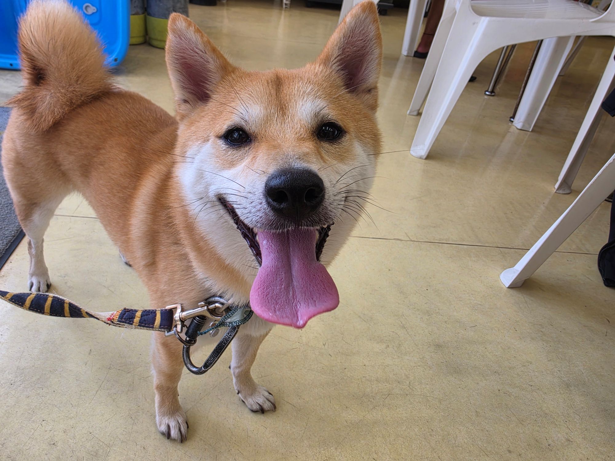 暑くてもお散歩🐶
