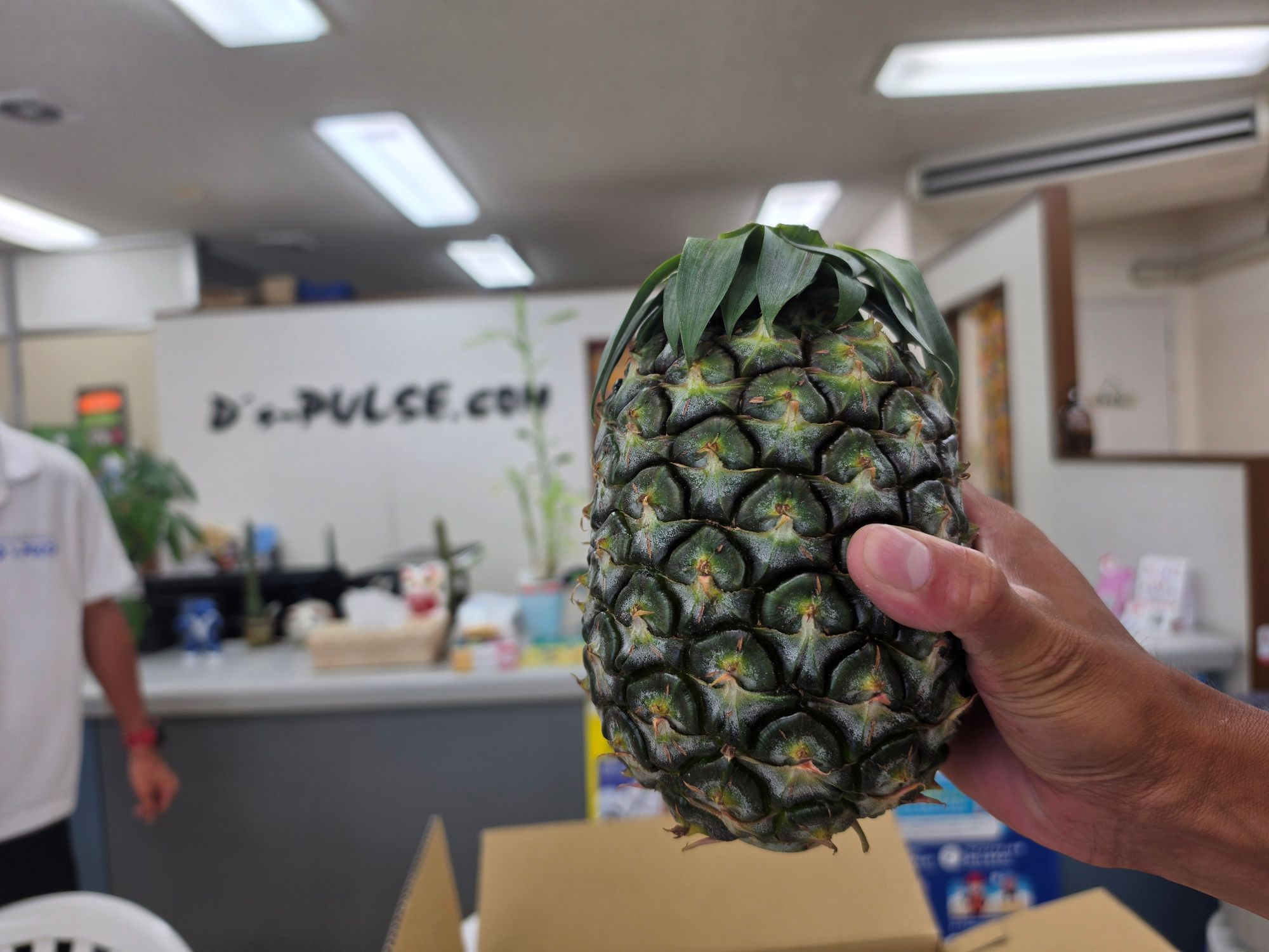 石垣産のパナップル届きました🍍