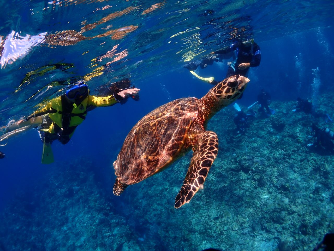慶良間諸島といえば🐢