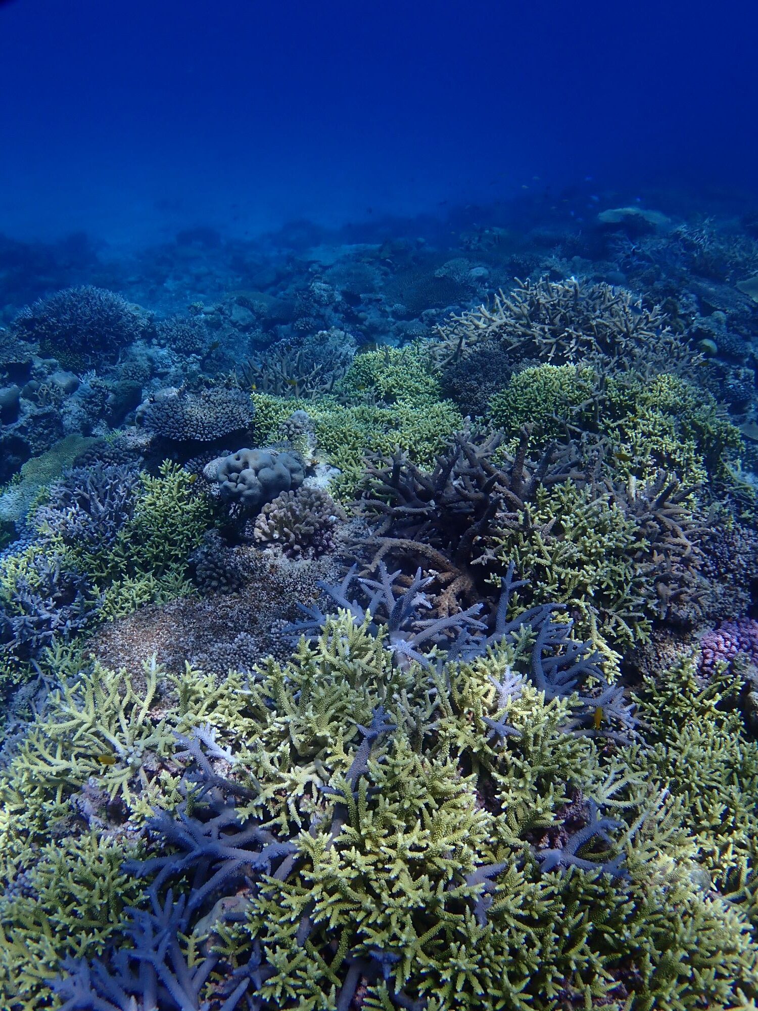 2026年7月21日ケラマ諸島シュノーケリングツアー