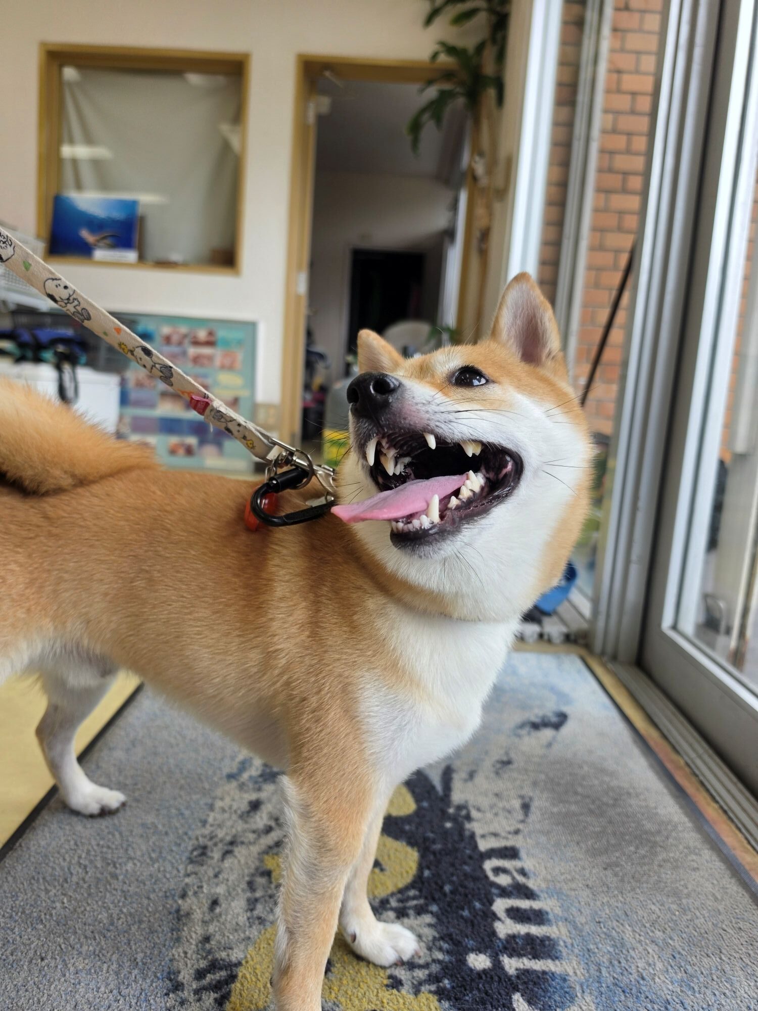 久々の登場！🐶