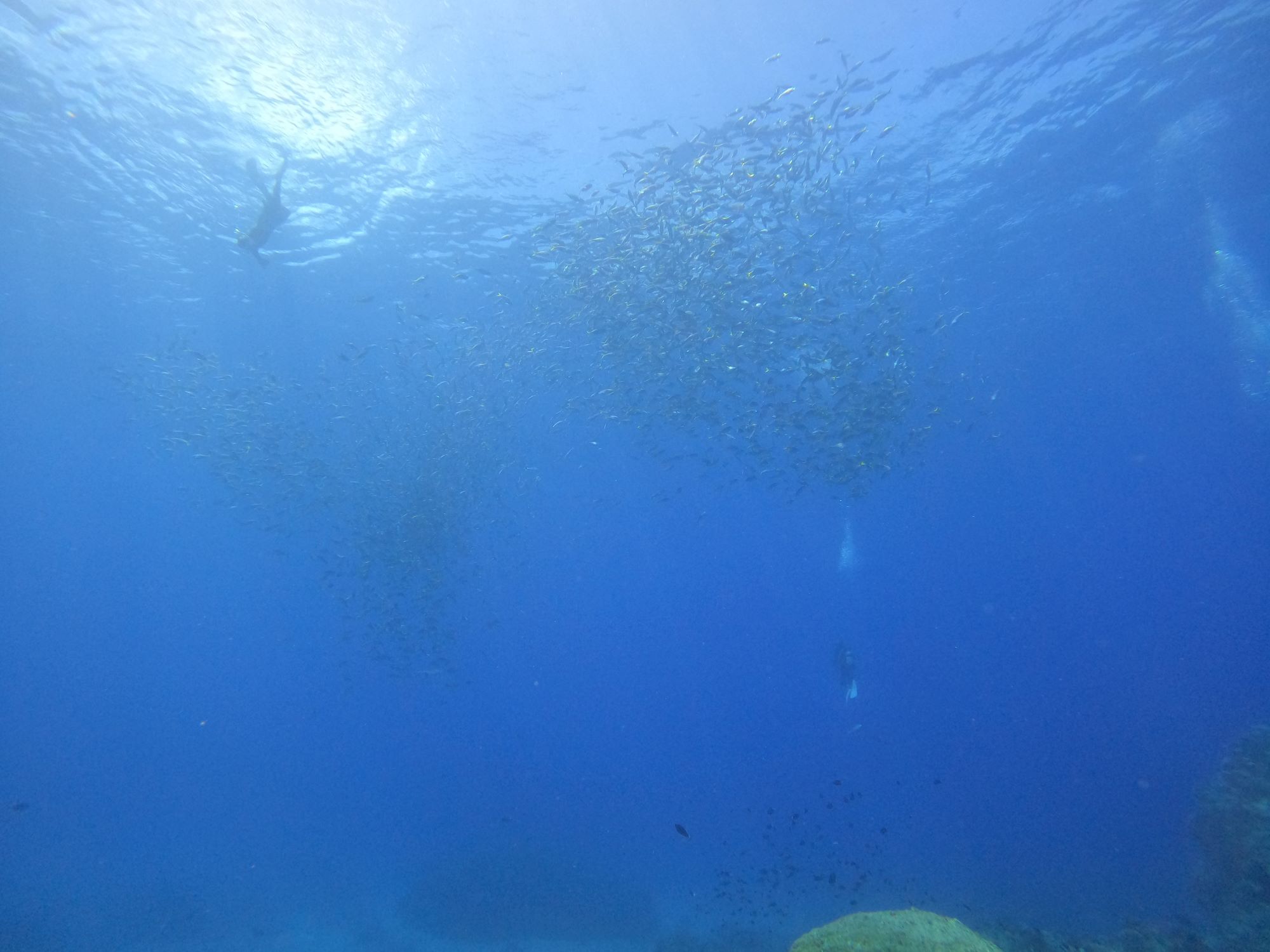 2026年8月2日　ウメイロモドキとマンタinケラマ諸島