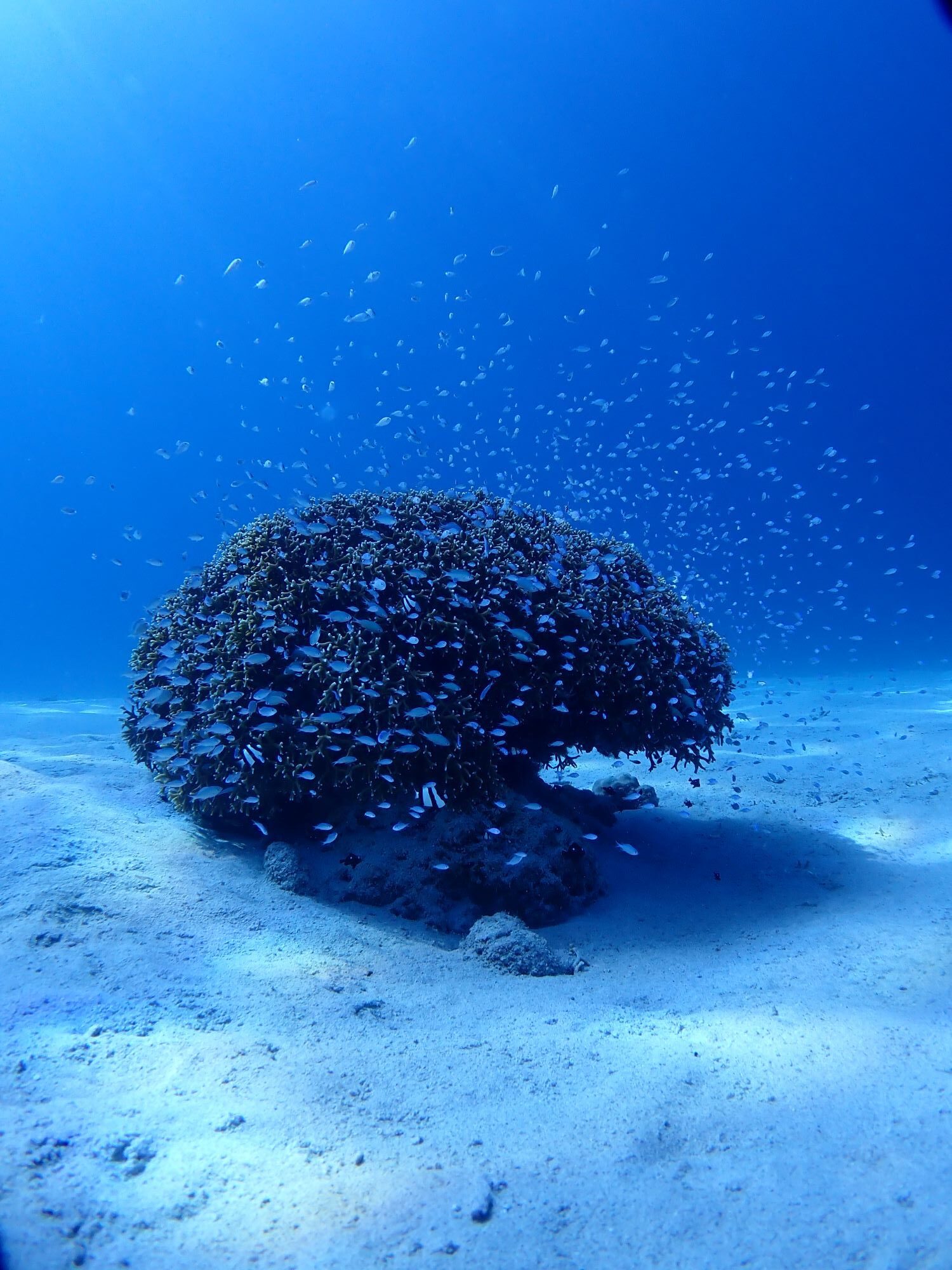 デバスズメダイ🐟