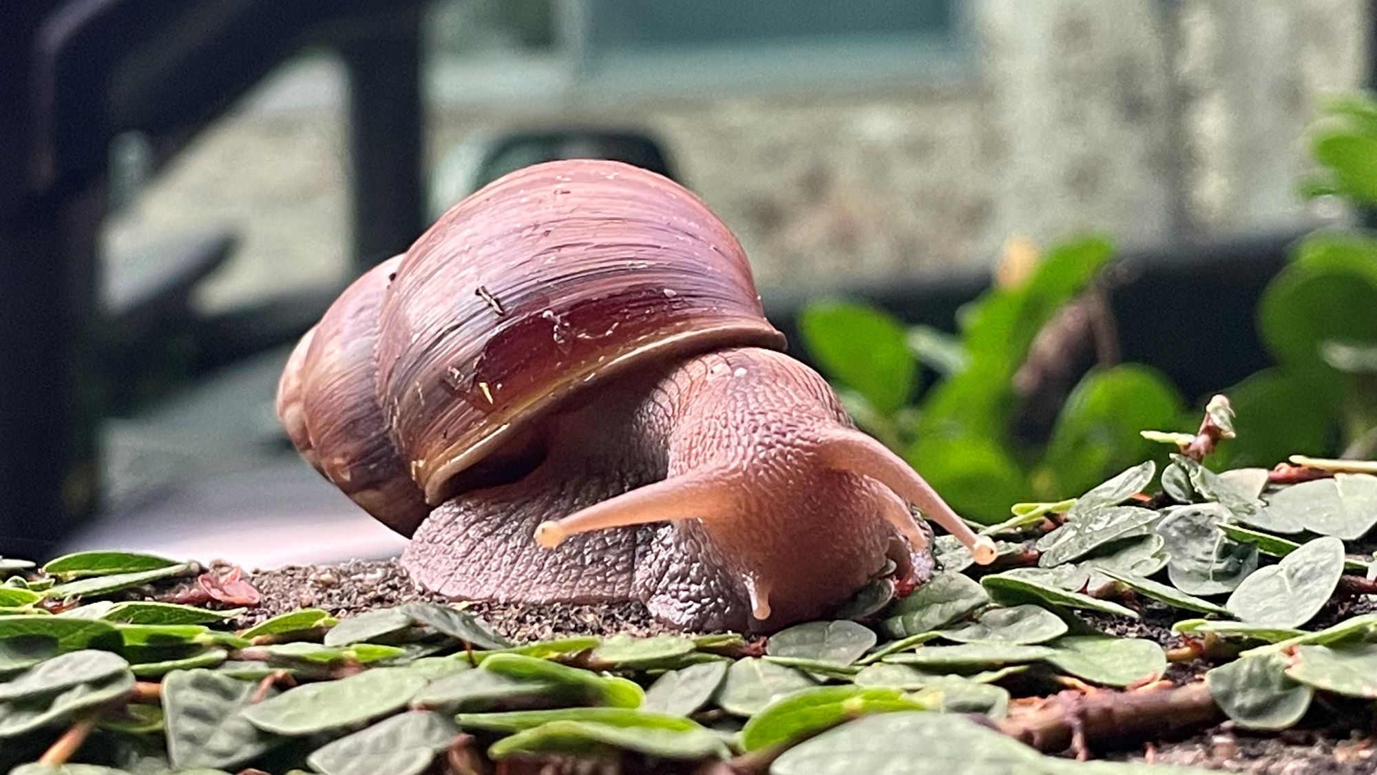 【陸のウミウシ！？】近所でビッグサイズのアフリカマイマイに遭遇！