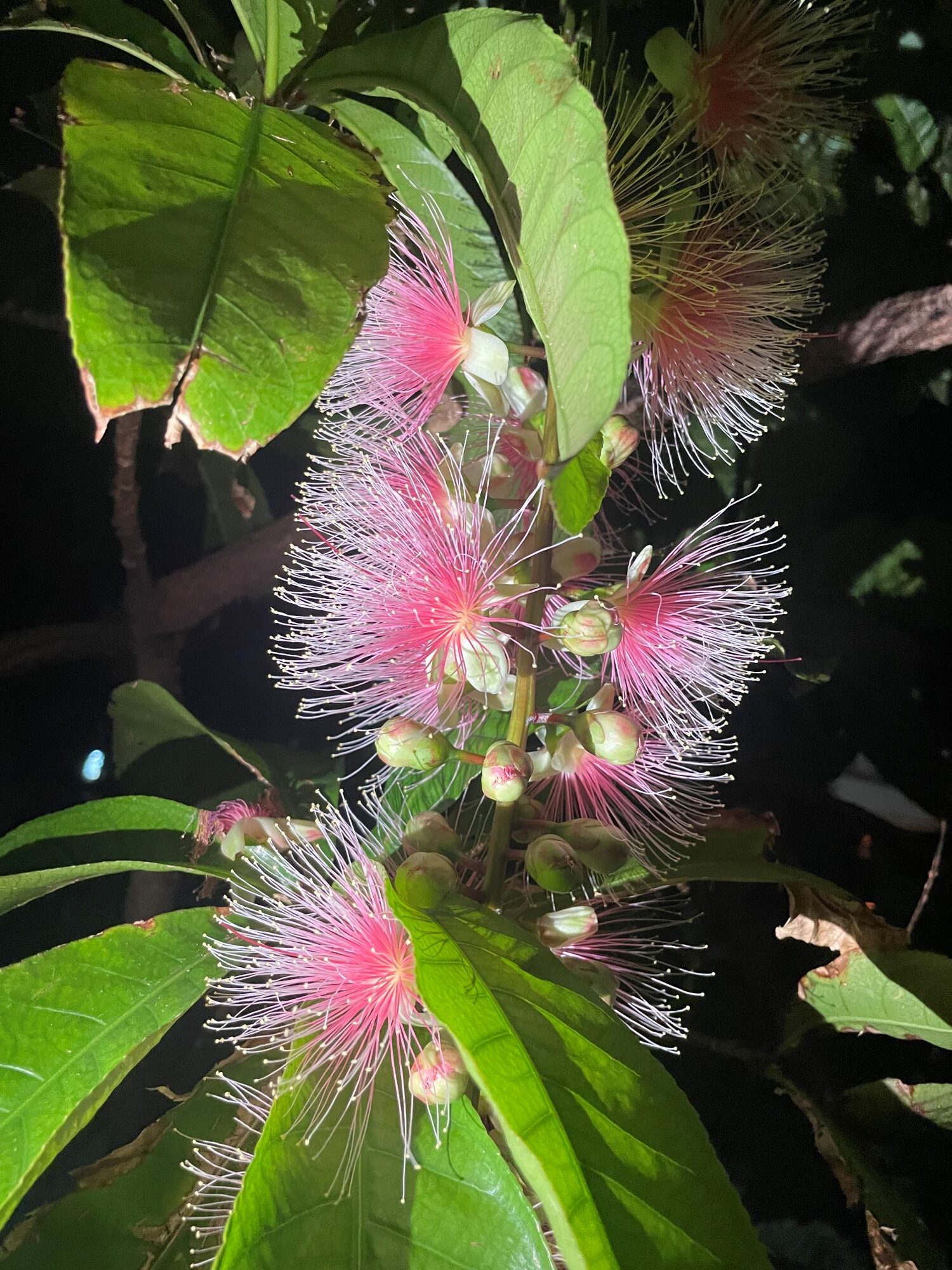 【驚き！】季節外れのサガリバナが開花！？奇跡の出会いにほっこり🌺✨