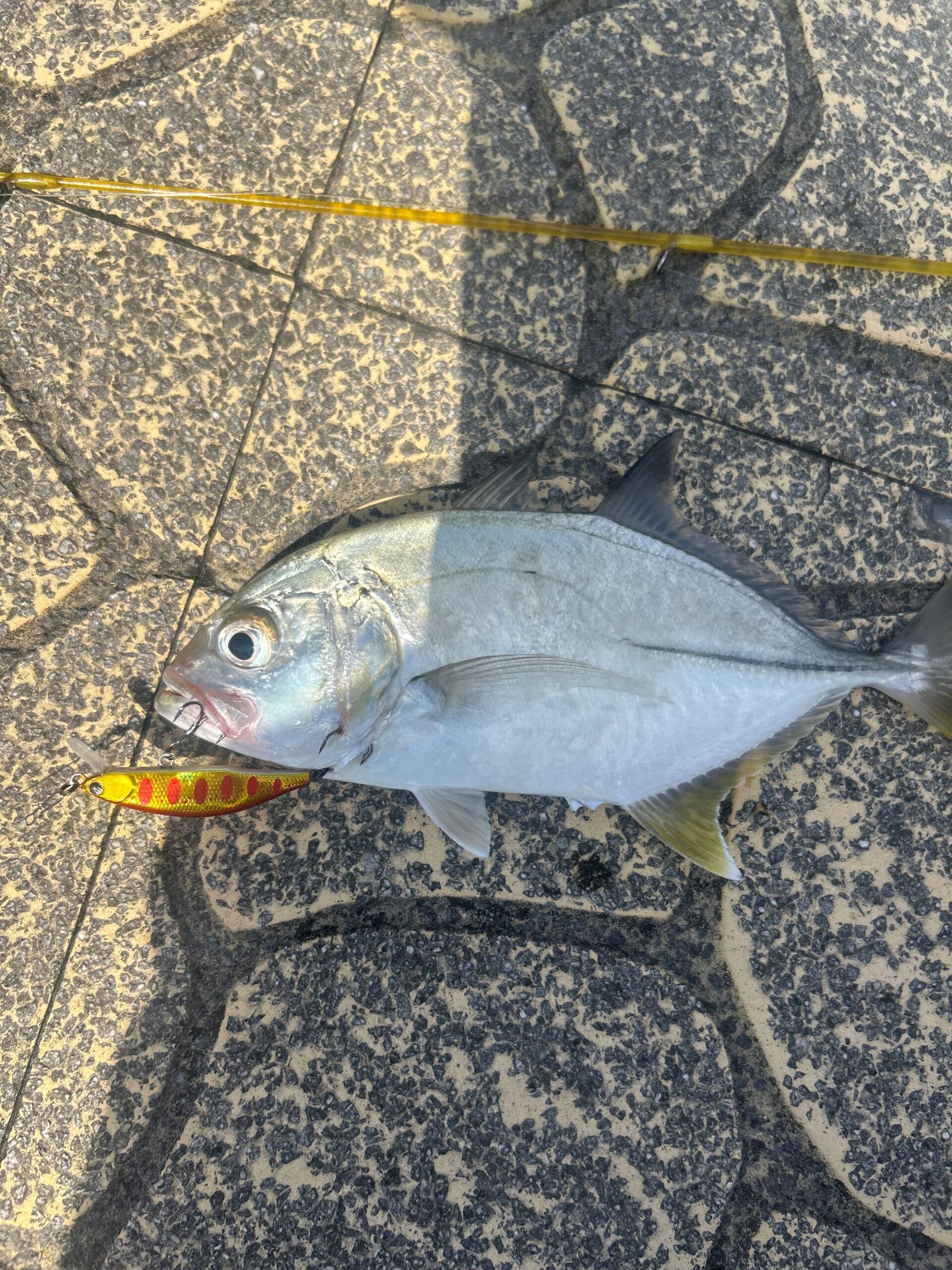 釣りにハマってます