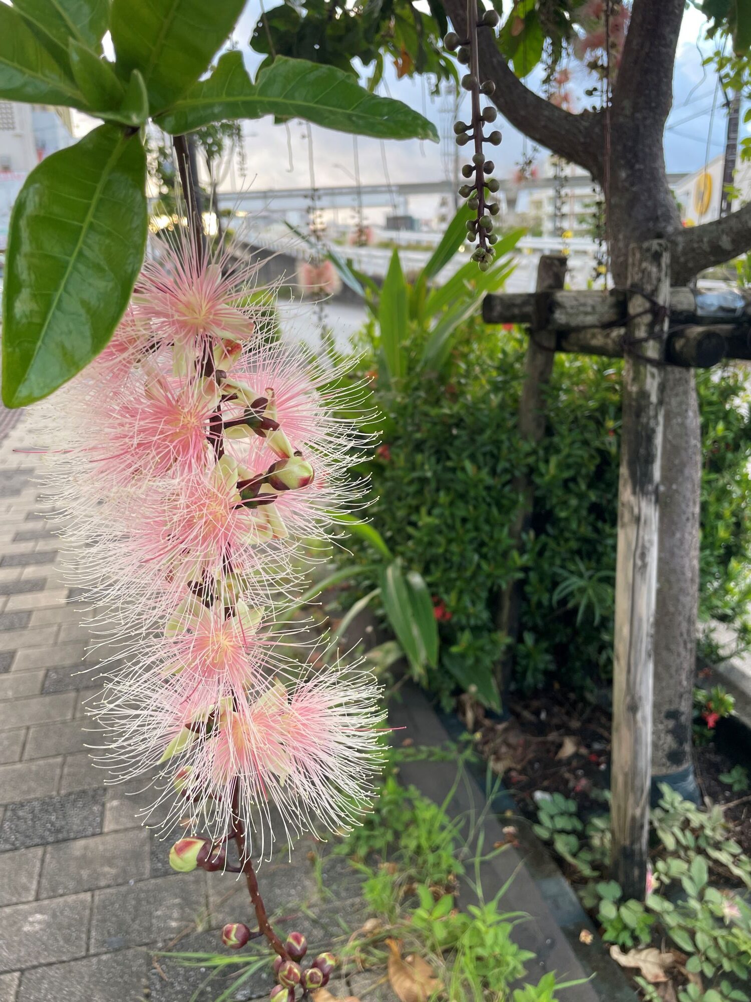 サガリバナ🌺まだまだ咲いてます👀